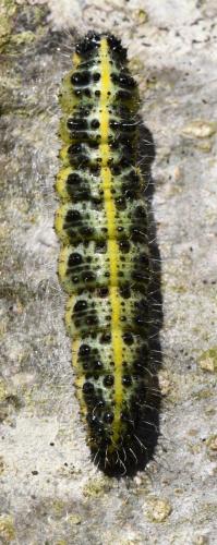 Pieris brassicae